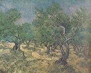 Vincent Van Gogh Olive Grove (nn04) Spain oil painting artist